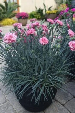 Pinball Wizard Dianthus - 6-Pack Of 1 Gallon Pots 15 Pinball Wizard Dianthus - 6-Pack Of 1 Gallon Pots -Breeze Sprout Sales dianthus pinball wizard 10