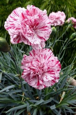 Pinball Wizard Dianthus - 6-Pack Of 1 Gallon Pots 14 Pinball Wizard Dianthus - 6-Pack Of 1 Gallon Pots -Breeze Sprout Sales dianthus pinball wizard 4
