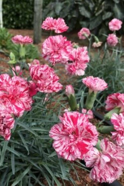 Pinball Wizard Dianthus - 6-Pack Of 1 Gallon Pots 13 Pinball Wizard Dianthus - 6-Pack Of 1 Gallon Pots -Breeze Sprout Sales dianthus pinball wizard 5