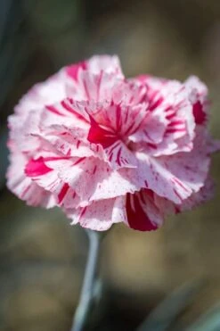 Pinball Wizard Dianthus - 6-Pack Of 1 Gallon Pots 16 Pinball Wizard Dianthus - 6-Pack Of 1 Gallon Pots -Breeze Sprout Sales dianthus pinball wizard 9