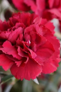 Super Trouper Velvet Red Dianthus (Carnation) - 5 Pack Of Quart Pots