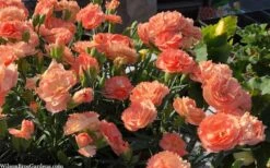 Super Trouper Orange Dianthus (Carnation) - 10 Pack Of Quart Pots -Breeze Sprout Sales dianthus supertrouper orange 10