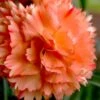 Super Trouper Orange Dianthus (Carnation) - 10 Pack Of Quart Pots