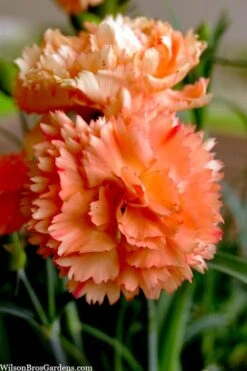 Super Trouper Orange Dianthus (Carnation) - 10 Pack Of Quart Pots -Breeze Sprout Sales dianthus supertrouper orange 9