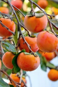 Fuyu Persimmon Tree - 3 Gallon Pot -Breeze Sprout Sales diospyros kaki fuyu persimmon tree 3