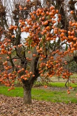 Fuyu Persimmon Tree - 3 Gallon Pot -Breeze Sprout Sales diospyros kaki fuyu persimmon tree 5
