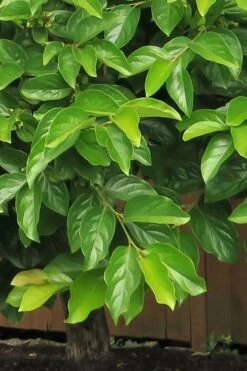 Fuyu Persimmon Tree - 3 Gallon Pot -Breeze Sprout Sales diospyros kaki fuyu persimmon tree 6