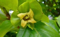 Fuyu Persimmon Tree - 3 Gallon Pot -Breeze Sprout Sales diospyros kaki fuyu persimmon tree 9