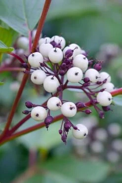 Red Osier Red Twig Dogwood (Cornus Sericea) - 3 Pack Of 1.5 Quart Pots 13 Red Osier Red Twig Dogwood (Cornus Sericea) - 3 Pack Of 1.5 Quart Pots -Breeze Sprout Sales dogwood red osier 500x750 3
