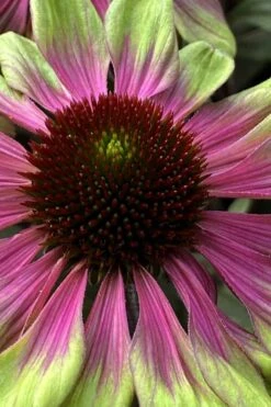 Sweet Sandia Coneflower (Echinacea) - 1 Gallon Pot -Breeze Sprout Sales echinacea purpurea sweet sandia coneflower 1