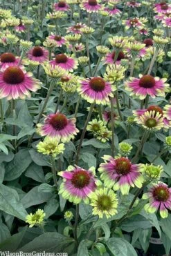 Sweet Sandia Coneflower (Echinacea) - 1 Gallon Pot -Breeze Sprout Sales echinacea purpurea sweet sandia coneflower 4