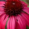 Sombrero Baja Burgundy Coneflower (Echinacea) - 1 Gallon Pot