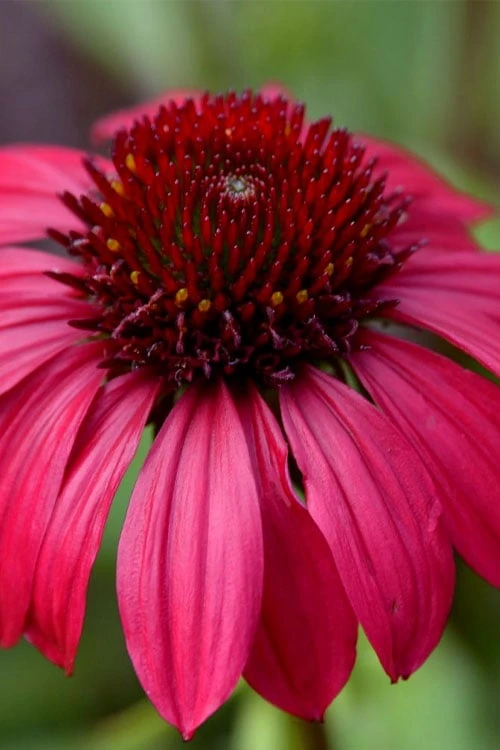 Sombrero Baja Burgundy Coneflower (Echinacea) - 1 Gallon Pot 1 Sombrero Baja Burgundy Coneflower (Echinacea) - 1 Gallon Pot