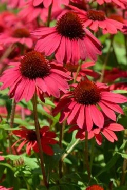 Sombrero Baja Burgundy Coneflower (Echinacea) - 1 Gallon Pot 9 Sombrero Baja Burgundy Coneflower (Echinacea) - 1 Gallon Pot -Breeze Sprout Sales echinacea sombrero baja burgundy coneflower 12