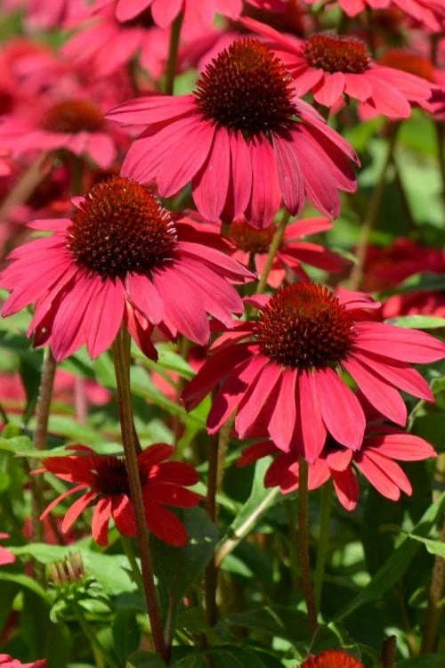 Sombrero Baja Burgundy Coneflower (Echinacea) - 1 Gallon Pot 5 Sombrero Baja Burgundy Coneflower (Echinacea) - 1 Gallon Pot - Image 5