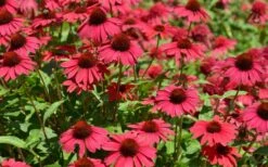 Sombrero Baja Burgundy Coneflower (Echinacea) - 1 Gallon Pot 8 Sombrero Baja Burgundy Coneflower (Echinacea) - 1 Gallon Pot -Breeze Sprout Sales echinacea sombrero baja burgundy coneflower 13
