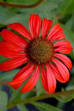 Tomato Soup Coneflower (Echinacea) - 1 Gallon Pot -Breeze Sprout Sales echinacea tomato soup coneflower 3
