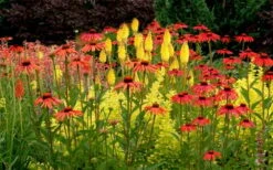 Tomato Soup Coneflower (Echinacea) - 1 Gallon Pot -Breeze Sprout Sales echinacea tomato soup coneflower 5