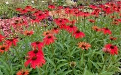 Tomato Soup Coneflower (Echinacea) - 1 Gallon Pot -Breeze Sprout Sales echinacea tomato soup coneflower 6
