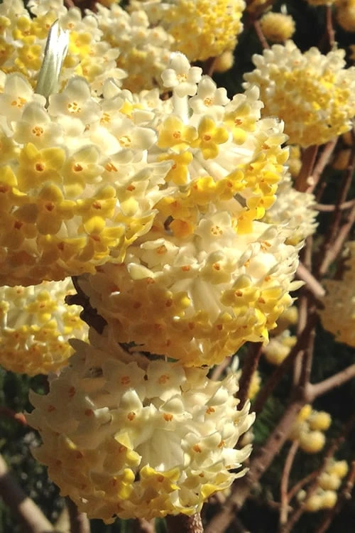 Snow Cream Edgeworthia Paper Bush - 3 Gallon 1 Snow Cream Edgeworthia Paper Bush - 3 Gallon