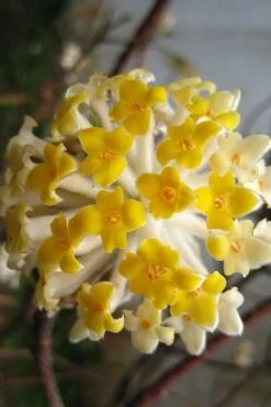 Snow Cream Edgeworthia Paper Bush - 3 Gallon 11 Snow Cream Edgeworthia Paper Bush - 3 Gallon -Breeze Sprout Sales edgeworthia snow cream 10