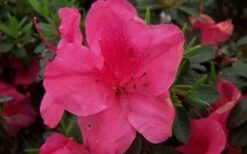Autumn Carnival Encore Azalea - 1 Gallon Pot -Breeze Sprout Sales encore azalea autumn carnival