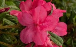 Autumn Jewel Encore Azalea - 1 Gallon Pot -Breeze Sprout Sales encore azalea autumn jewel