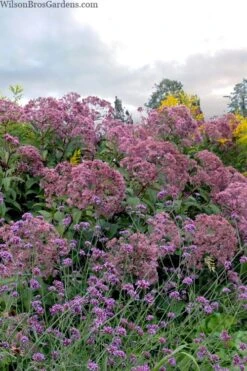 Queen Of The Prairie Hollow Stem Joe Pye Weed - 8 Pack Of 1 Gallon Pots -Breeze Sprout Sales eupatoriadelphus fistulosa joe pye weed 15 1