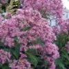 Queen Of The Prairie Hollow Stem Joe Pye Weed - 8 Pack Of 1 Gallon Pots