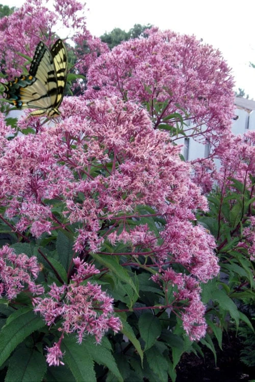 Queen Of The Prairie Hollow Stem Joe Pye Weed - 1 Gallon Pot 1 Queen Of The Prairie Hollow Stem Joe Pye Weed - 1 Gallon Pot