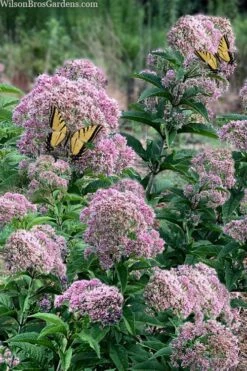 Queen Of The Prairie Hollow Stem Joe Pye Weed - 1 Gallon Pot 10 Queen Of The Prairie Hollow Stem Joe Pye Weed - 1 Gallon Pot -Breeze Sprout Sales eupatoriadelphus fistulosa joe pye weed 5