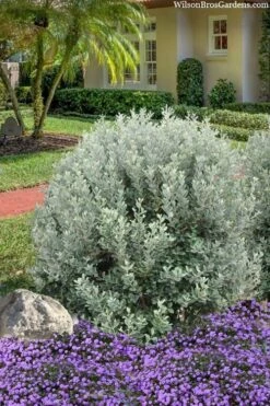 Bambina Dwarf Pineapple Guava (Feijoa Sellowiana ' Tharfiona') - 7 Gallon Pot 9 Bambina Dwarf Pineapple Guava (Feijoa Sellowiana ' Tharfiona') - 7 Gallon Pot -Breeze Sprout Sales feijoa sellowiana tharfiona bambina pineapple guava 3