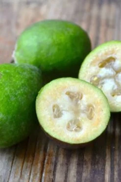 Bambina Dwarf Pineapple Guava (Feijoa Sellowiana ' Tharfiona') - 7 Gallon Pot 10 Bambina Dwarf Pineapple Guava (Feijoa Sellowiana ' Tharfiona') - 7 Gallon Pot -Breeze Sprout Sales feijoa sellowiana tharfiona bambina pineapple guava 5