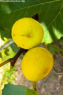 LSU Gold Fig Tree - 5 Gallon Pot -Breeze Sprout Sales ficus carica lsu gold fig tree 1