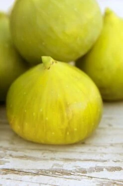 LSU Gold Fig Tree - 3 Gallon Pot -Breeze Sprout Sales ficus carica lsu gold fig tree 2 1