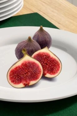 Texas Everbearing Fig Tree - 3 Gallon Pot -Breeze Sprout Sales fig texas everbearing 11