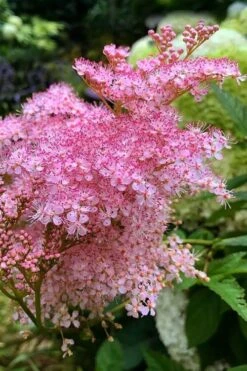 Venusta Queen Of The Prairie (Filipendula) - 1 Gallon Pot -Breeze Sprout Sales filipendula rubra venusta queen of the prairie 1