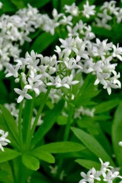 Sweet Woodruff (Galium Odoratum) - 6 Pack Of Pint Pots -Breeze Sprout Sales galium odoratum sweet woodruff 3 1
