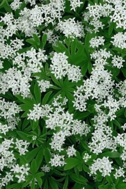 Sweet Woodruff (Galium Odoratum) - 5 Pack Of Quart Pots 10 Sweet Woodruff (Galium Odoratum) - 5 Pack Of Quart Pots -Breeze Sprout Sales galium odoratum sweet woodruff 5