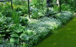 Sweet Woodruff (Galium Odoratum) - 6 Pack Of Pint Pots -Breeze Sprout Sales galium odoratum sweet woodruff 6 1