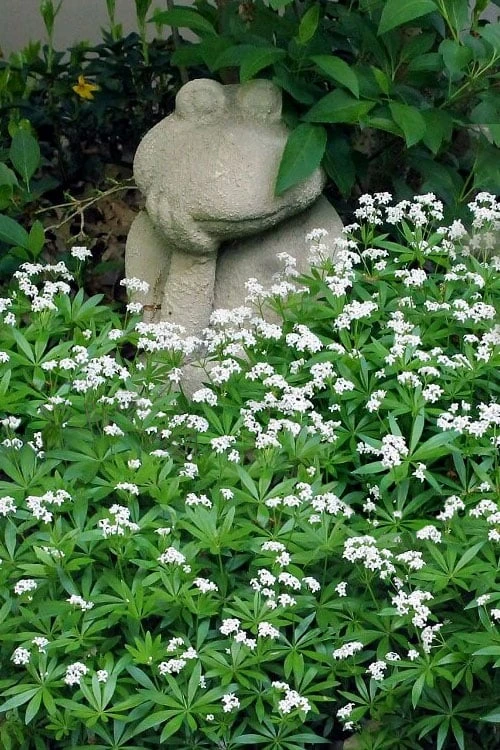 Sweet Woodruff (Galium Odoratum) - 5 Pack Of Quart Pots 1 Sweet Woodruff (Galium Odoratum) - 5 Pack Of Quart Pots