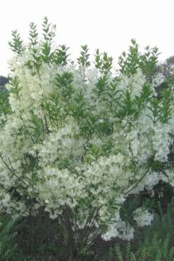 Grancy Graybeard - White Fringe Tree - 3 Gallon Pot -Breeze Sprout Sales grancy graybeard tree 33