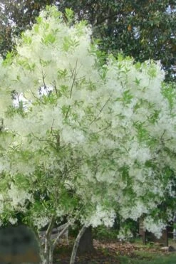 Grancy Graybeard - White Fringe Tree - 3 Gallon Pot -Breeze Sprout Sales grancy graybeard tree flowers 22 500x750 1