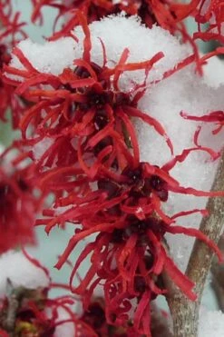 Diane Red Witch Hazel (Hamamelis X Intermedia) - 5 Gallon Pot -Breeze Sprout Sales hamamelis intermedia diane witch hazel 11 1