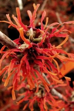 Diane Red Witch Hazel (Hamamelis X Intermedia) - 3 Gallon Pot -Breeze Sprout Sales hamamelis intermedia diane witch hazel 2 2