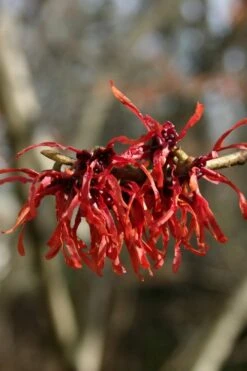 Diane Red Witch Hazel (Hamamelis X Intermedia) - 3 Gallon Pot -Breeze Sprout Sales hamamelis intermedia diane witch hazel 4 2