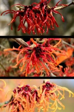 Diane Red Witch Hazel (Hamamelis X Intermedia) - 5 Gallon Pot -Breeze Sprout Sales hamamelis intermedia diane witch hazel 5 1