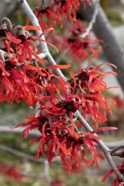 Diane Red Witch Hazel (Hamamelis X Intermedia) - 5 Gallon Pot -Breeze Sprout Sales hamamelis intermedia diane witch hazel 6 1