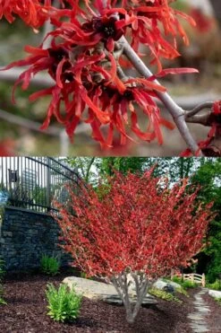 Diane Red Witch Hazel (Hamamelis X Intermedia) - 5 Gallon Pot -Breeze Sprout Sales hamamelis intermedia diane witch hazel 8 1