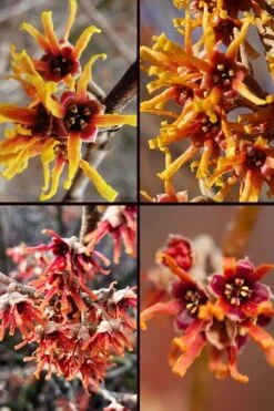 Ozark Witch Hazel (Hamamelis Vernalis) - 3 Gallon Pot -Breeze Sprout Sales hamamelis veralis vernal ozark witch hazel 11